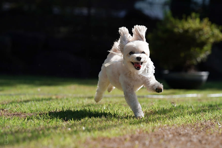 Pet-Friendly Cabins with Private Dog Runs
